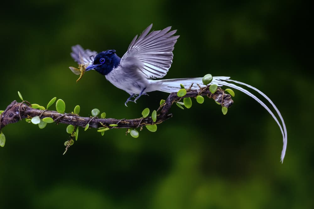 Paradise Flycatcher Hunting by Sally Widjaja — canvas wall art