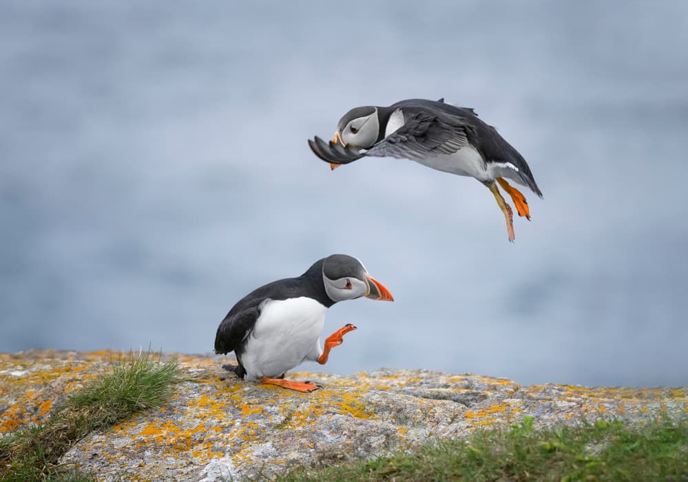 Puffins Landing On Rock by Larry Deng APA — canvas wall art