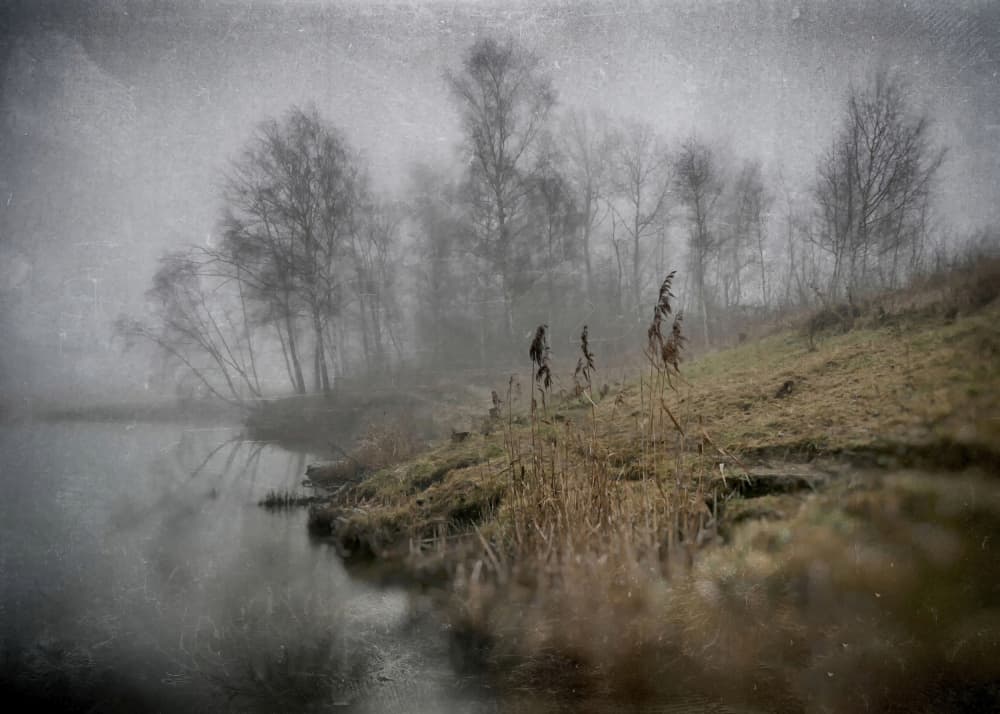 Misty Waterside Trees by Justyna Jaszke — canvas wall art