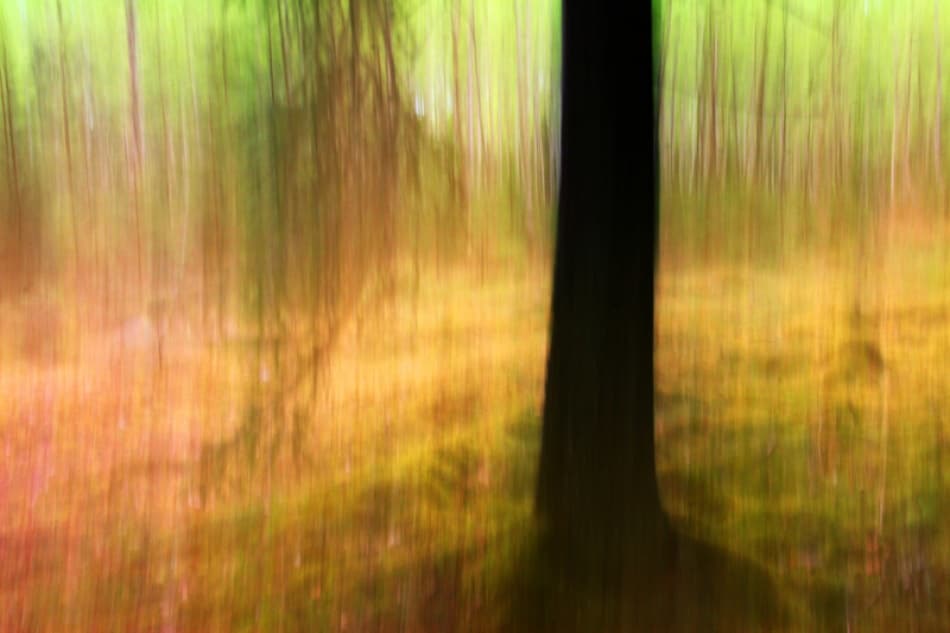Vibrant Forest Motion by Bror Johansson — canvas wall art