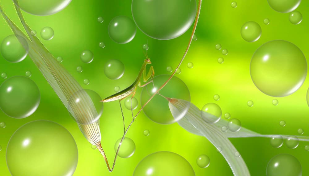 Praying Mantis Dewdrops by Thierry Dufour — canvas wall art