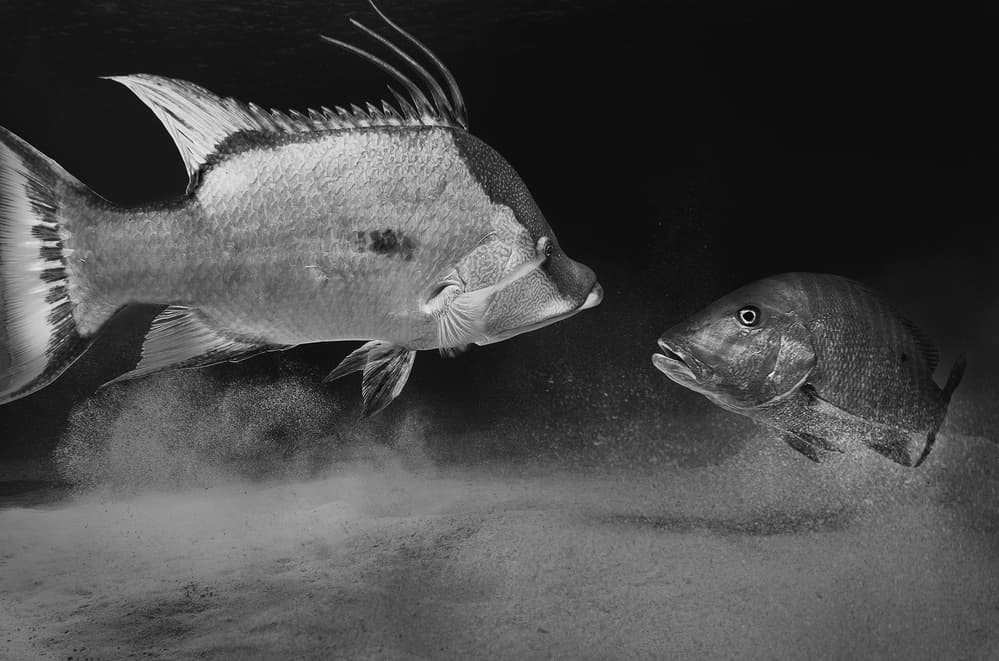 Underwater Fish Encounter by Jennifer Lu — canvas wall art