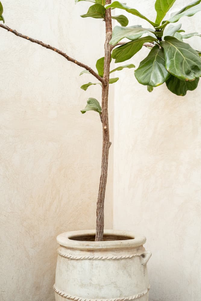 Rustic Potted Fiddle Leaf by Henrike Schenk — canvas wall art