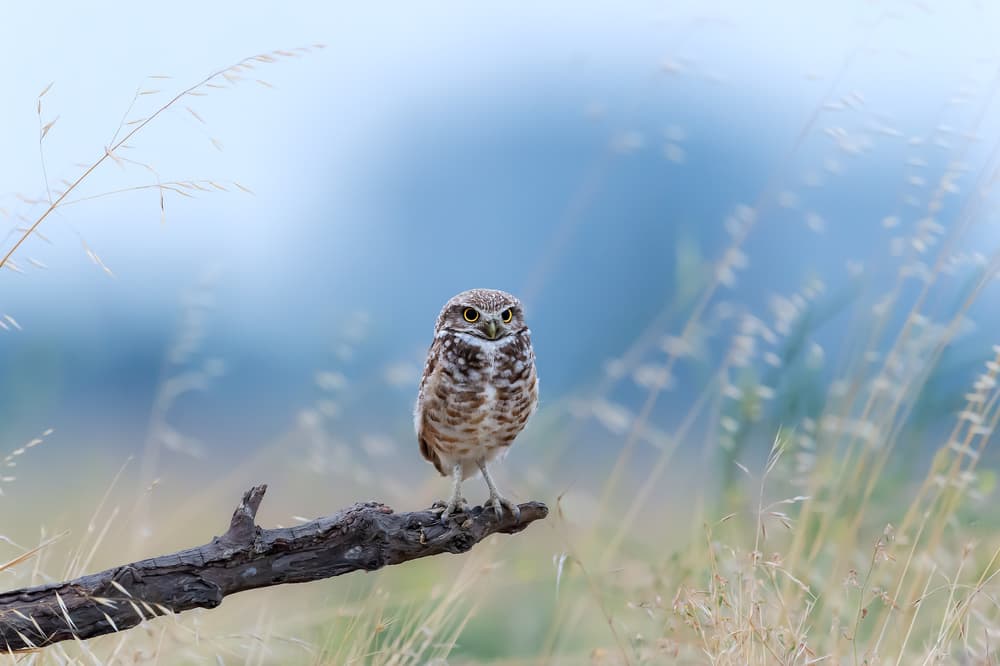 Curious Burrowing Owl by Jie Fischer — canvas wall art
