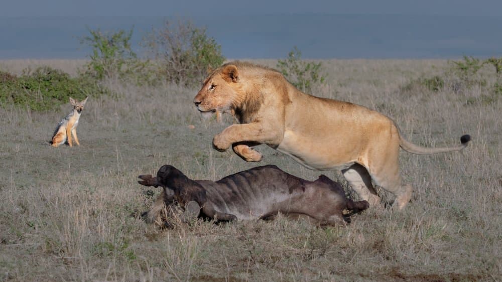 Lion's Savanna Feast by Sheila Xu — canvas wall art