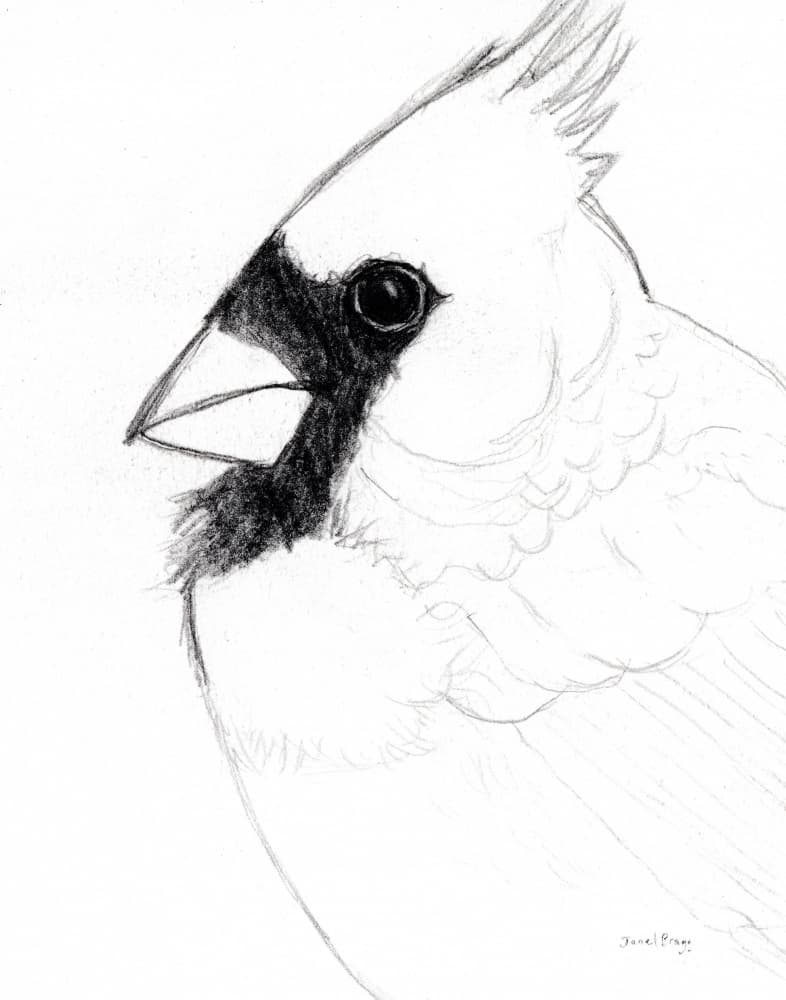 Cardinal Bird Drawing by Janel Bragg — canvas wall art