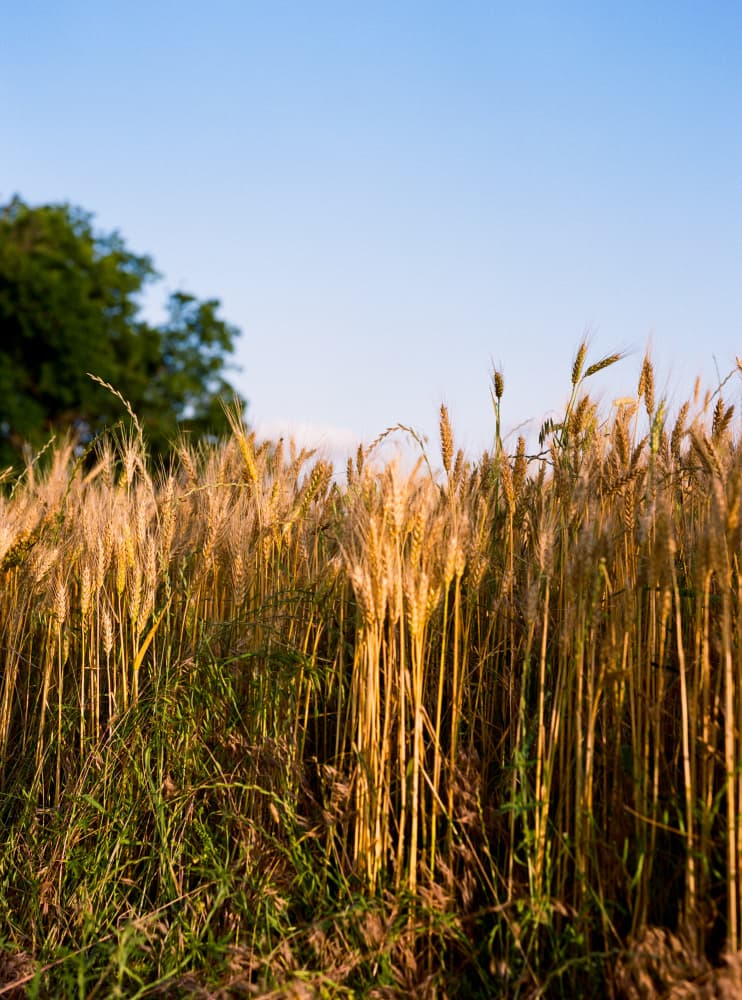 Golden Wheat Field by Bethany Young — canvas wall art