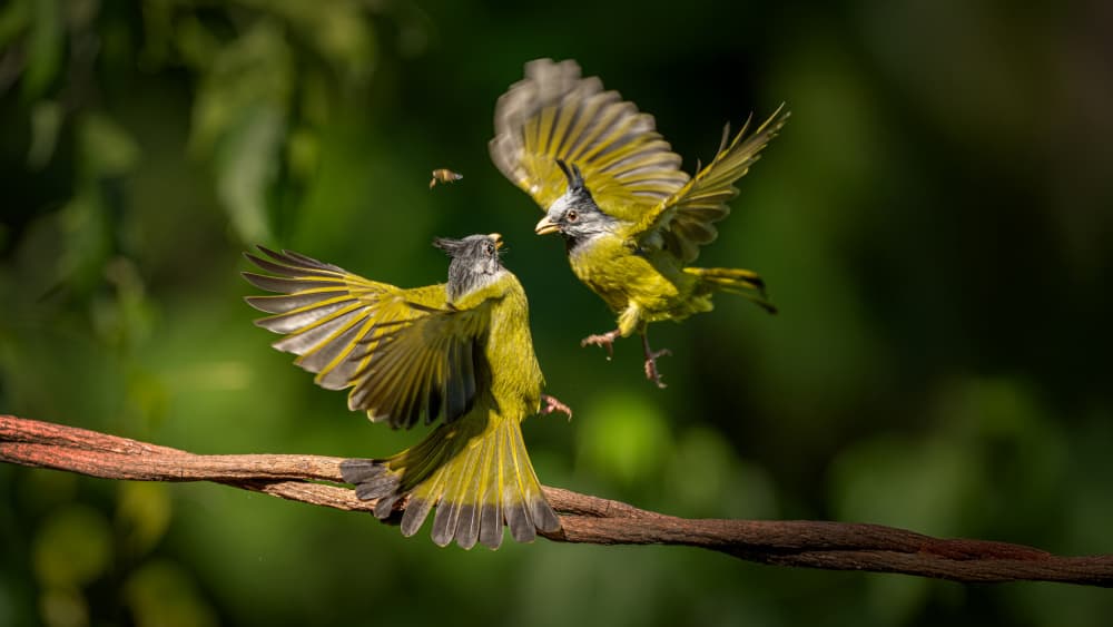 Birds in Action by tianhuayu — canvas wall art