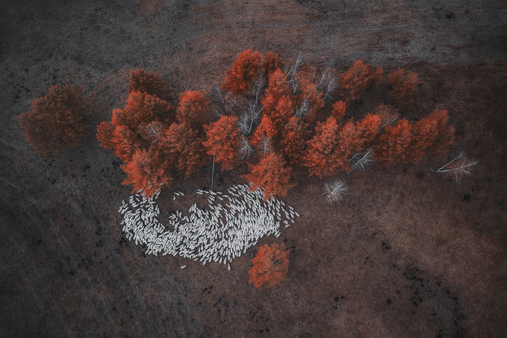 Sheep Beneath Autumn Trees by TIANQI — canvas wall art