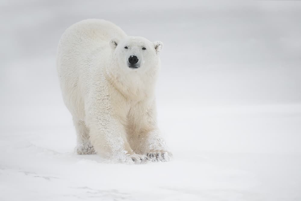 Majestic Polar Bear by Marco Pozzi — canvas wall art