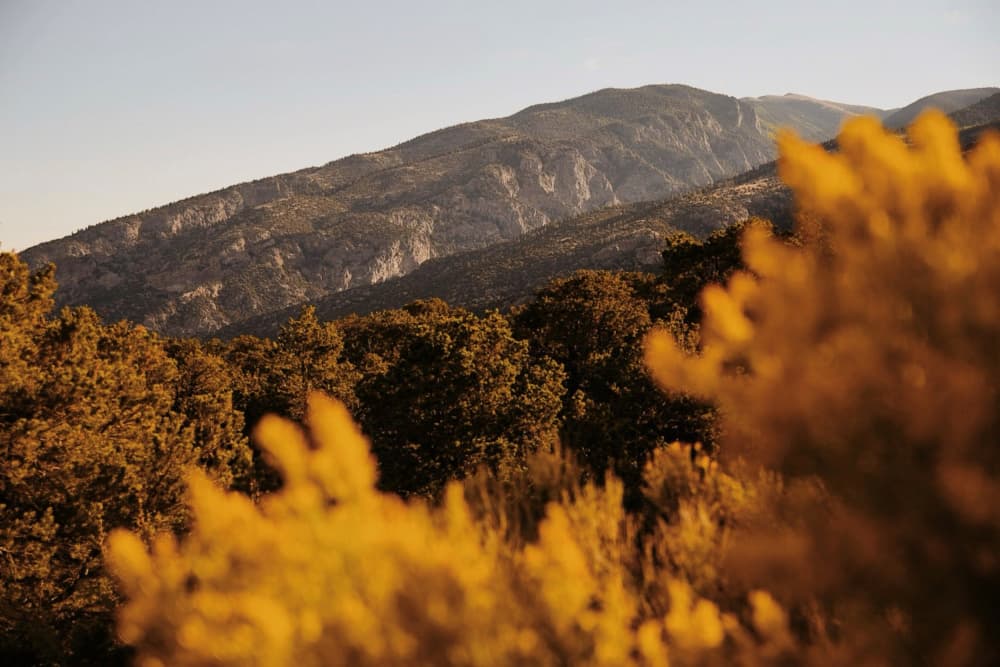 Golden Mountain Forest by Del Mundo Imagery — canvas wall art