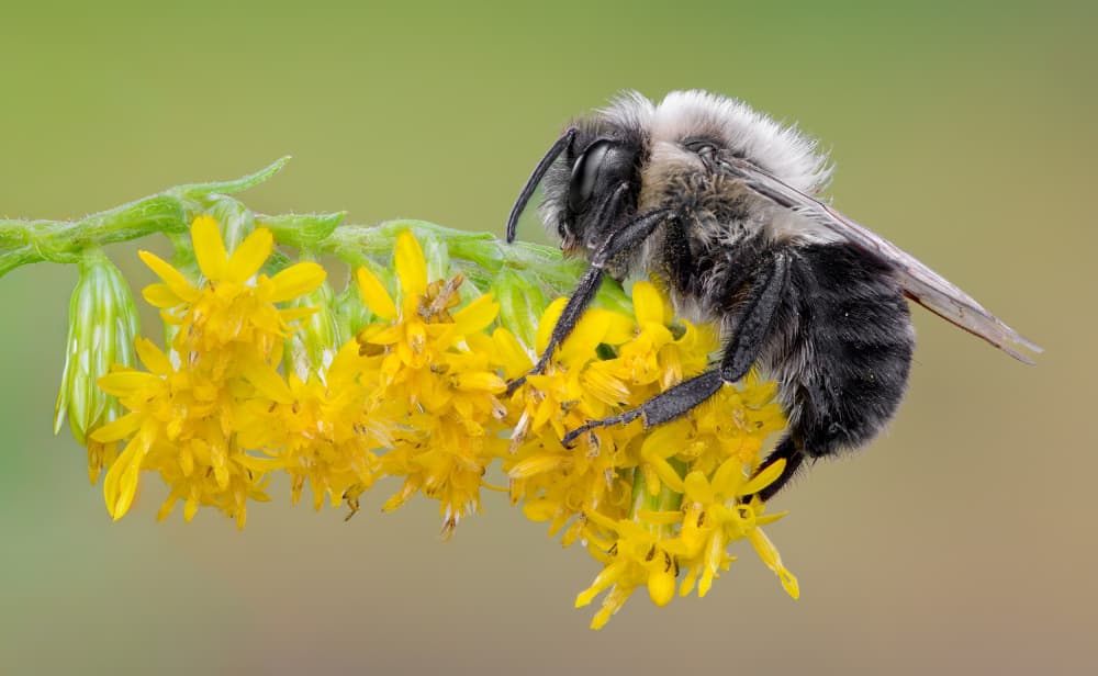 Fuzzy Bee on Goldenrod by Atul Saluja — canvas wall art