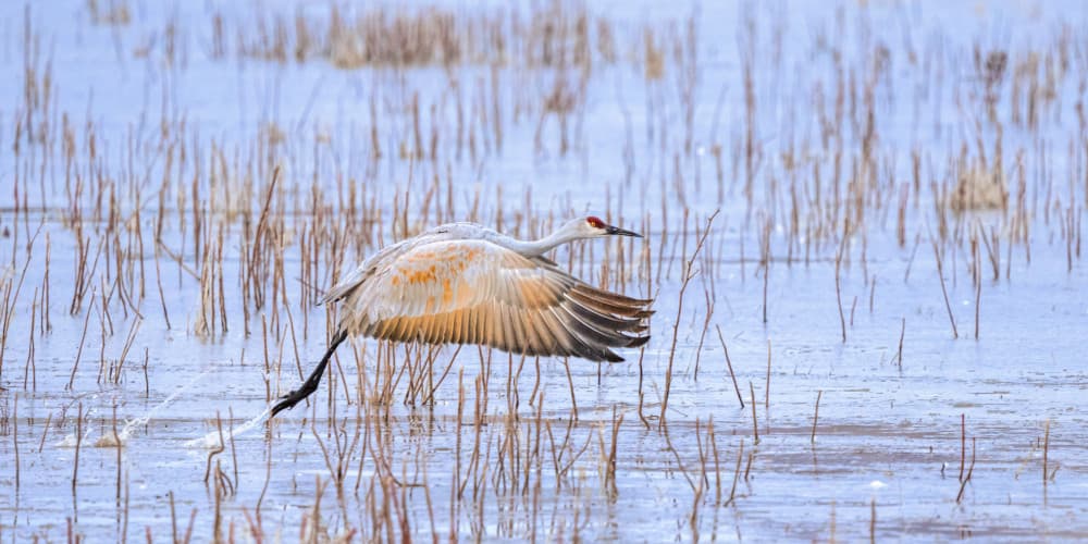 Sandhill Crane Takes Flight by John Fan — canvas wall art