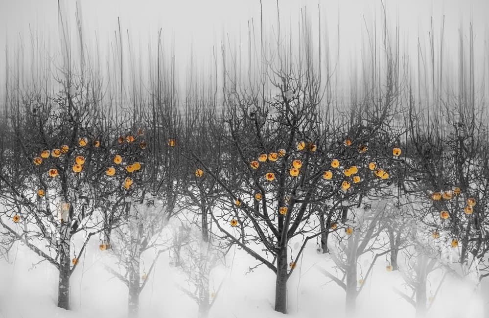 Winter Orchard Glow by Isam Telhami — canvas wall art