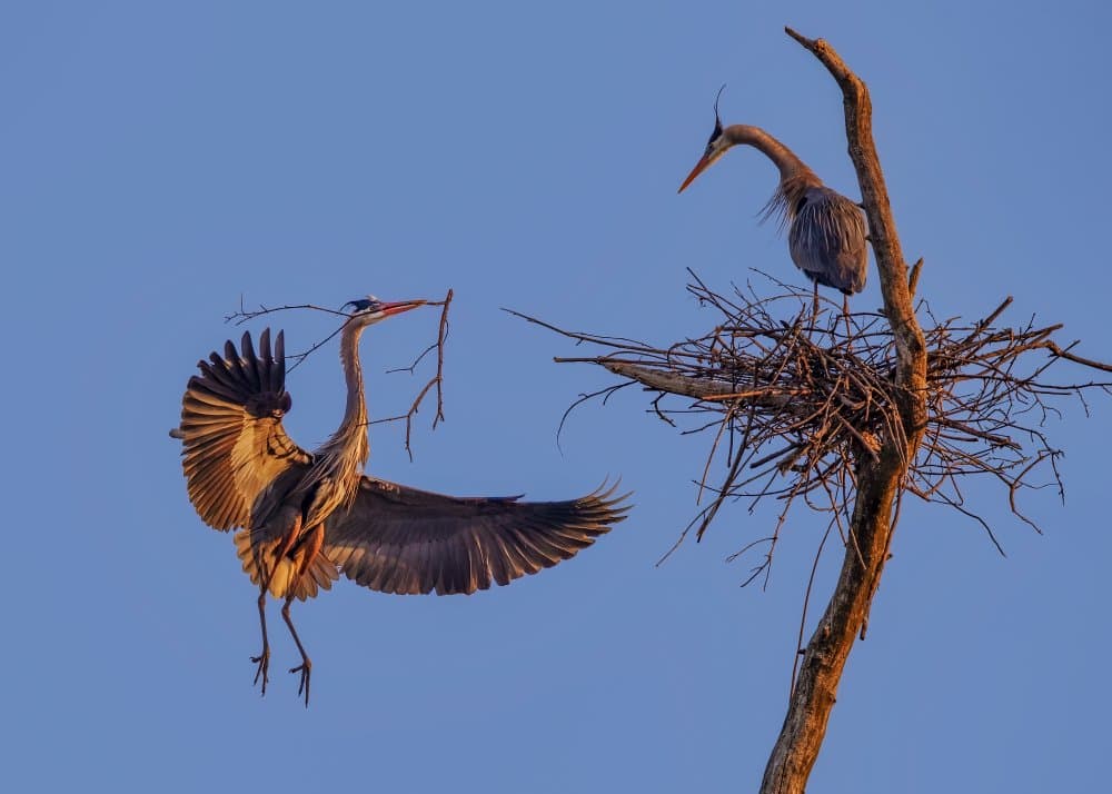 Herons Building Nest by Hanping Xiao — canvas wall art