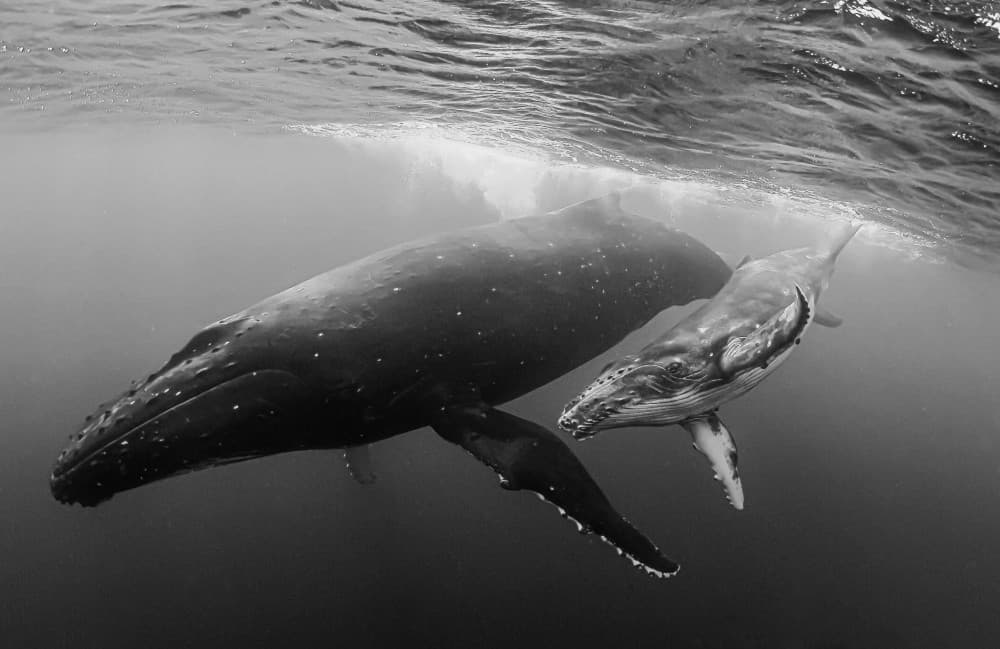 Humpback Mother And Calf by KIMIO KOBAYASHI — canvas wall art