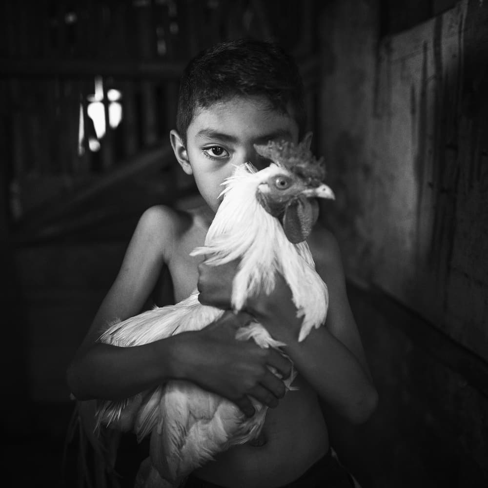 Boy Holding Rooster by hardibudi — canvas wall art