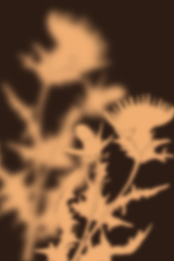 Ethereal Thistle Glow by THE MIUUS STUDIO — canvas wall art