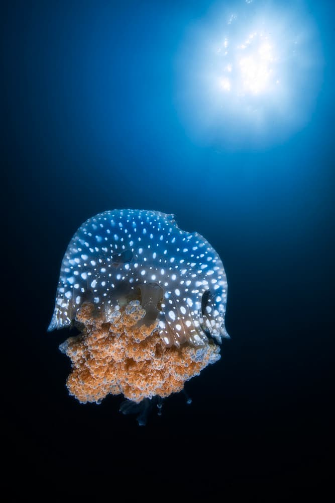 Luminous Deep Sea Jellyfish by Barathieu Gabriel — canvas wall art