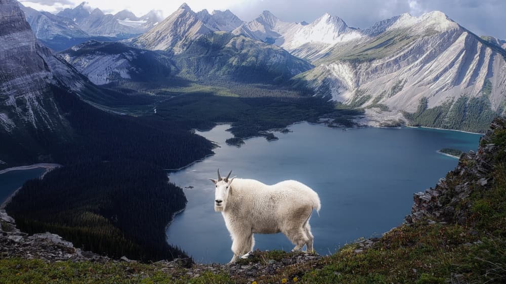 Majestic Mountain Goat by Jenny L. Zhang — canvas wall art