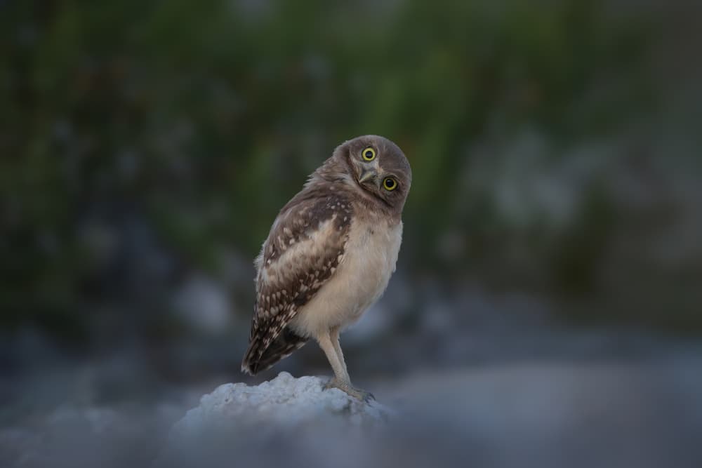 Curious Little Owl by Tony Xu — canvas wall art