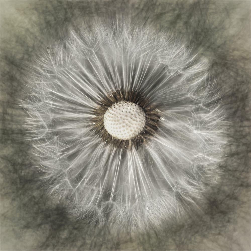Ethereal Dandelion Seed by Gilbert Claes — canvas wall art