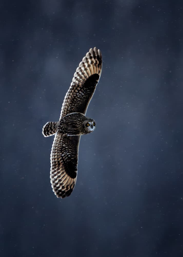 Owl in Winter Flight by Max Wang — canvas wall art