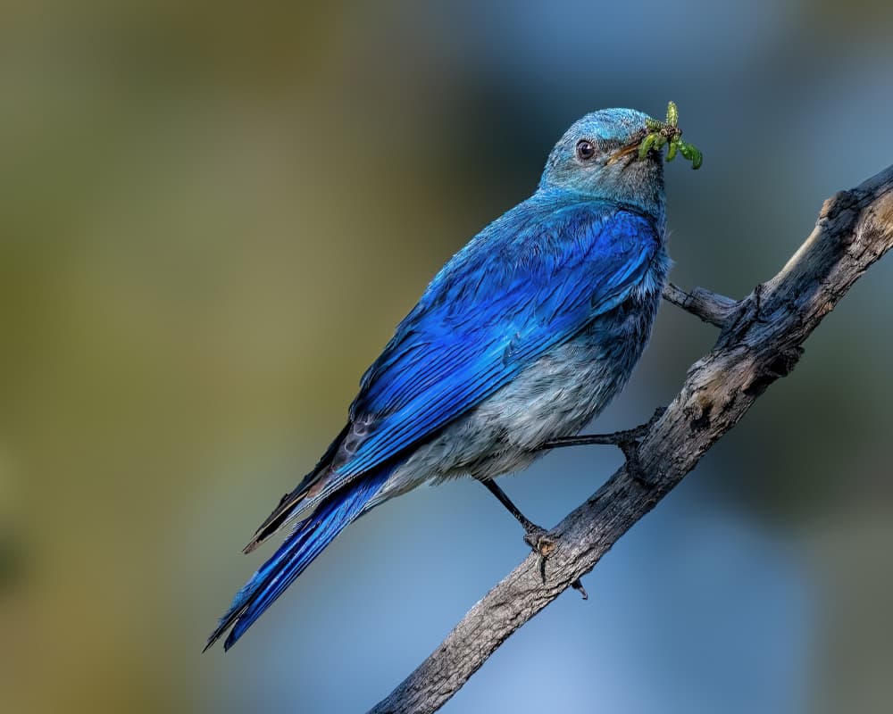 Mountain Bluebird with Catch by Jacob (Jian) Xu — canvas wall art