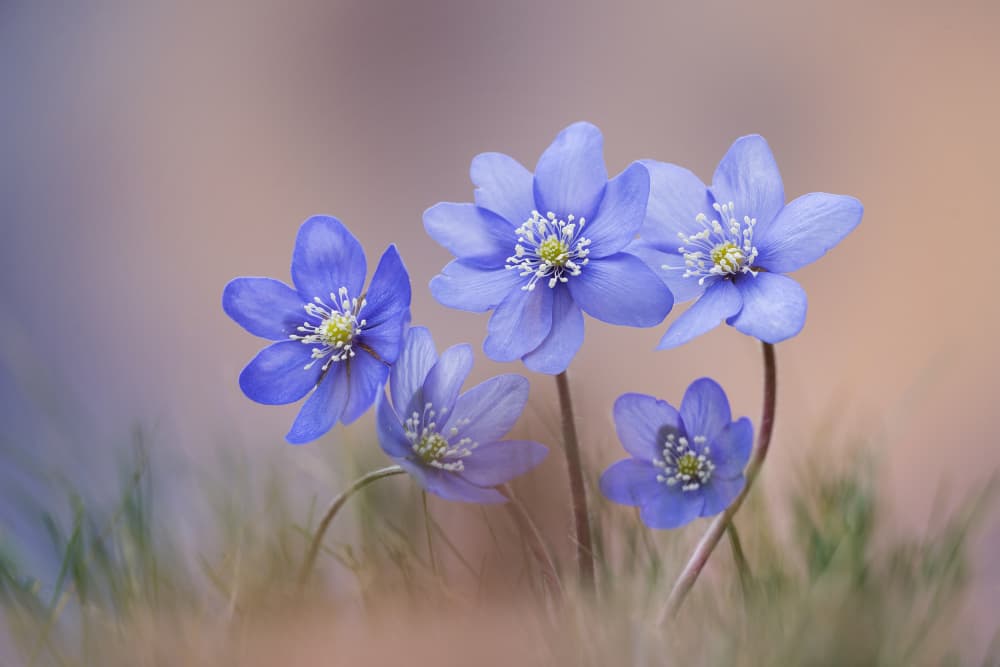 Blue Spring Flowers by Roberto Marini — canvas wall art