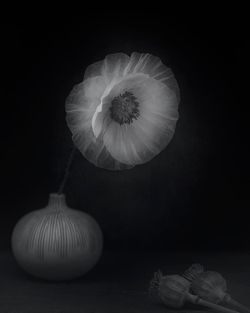 Elegant White Poppy by Lotte Grønkjær — canvas wall art