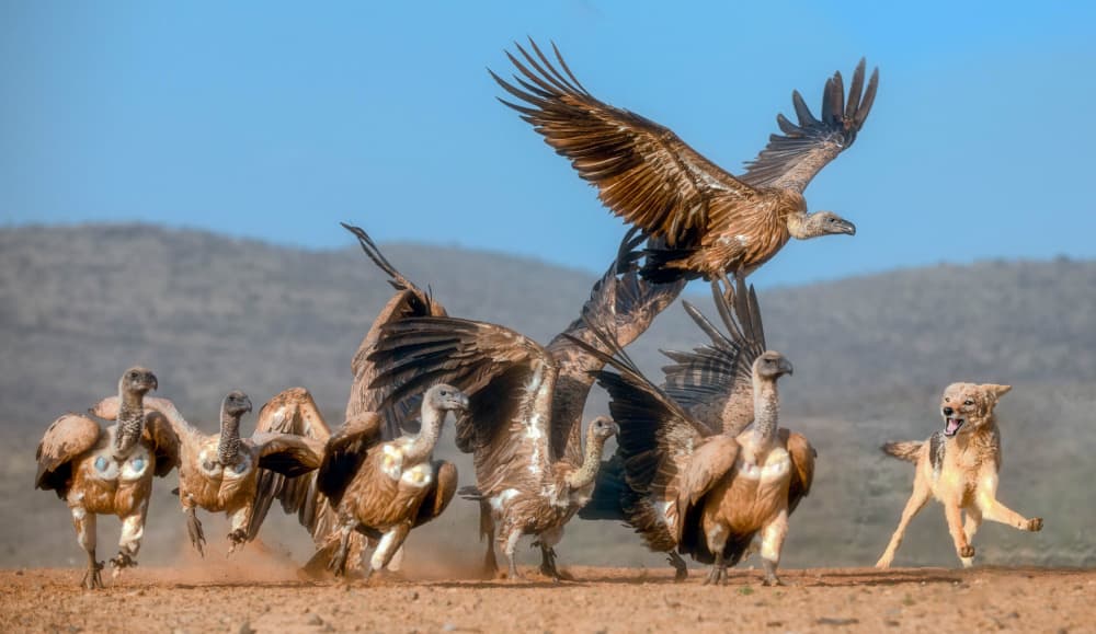 Vultures and Jackal Action by Charlaine Gerber — canvas wall art