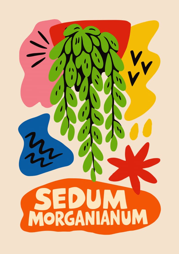 Modern Burro's Tail Plant by Patryk Krygowski — canvas wall art