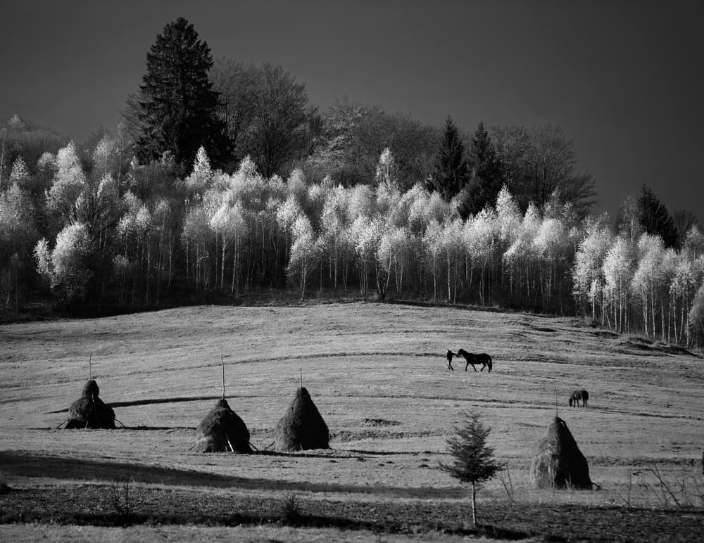 Rural Horses And Haystacks by Julien Oncete — canvas wall art