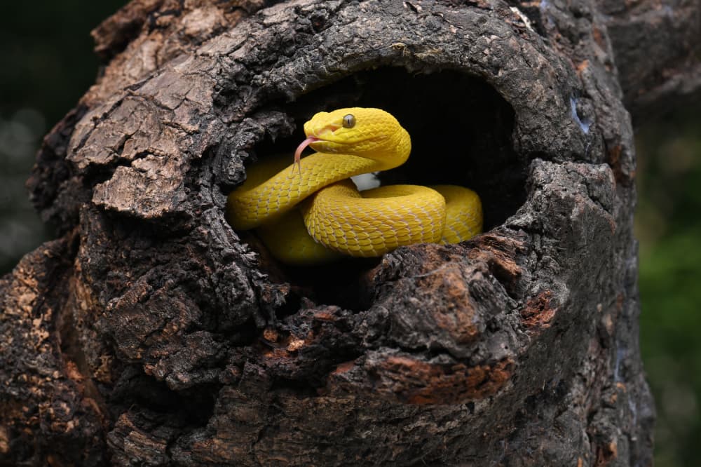Yellow Viper In Tree Hollow by Ajar Setiadi — canvas wall art