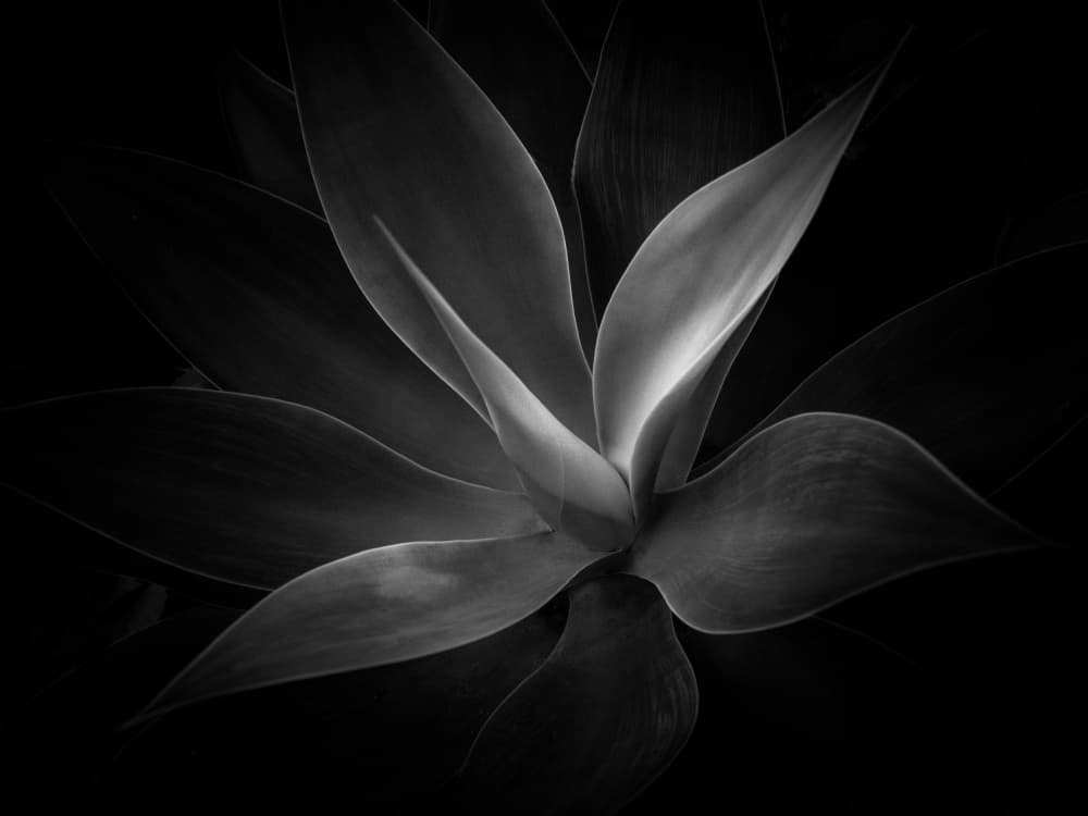 Elegant Agave Form by Allan Li wp — canvas wall art