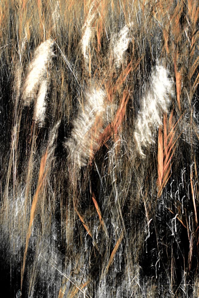 Ethereal Wild Grass by Christina Sillen — canvas wall art