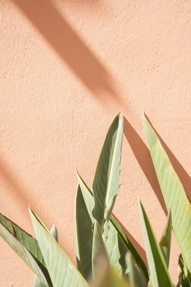 Green Leaves Warm Sunlight by Henrike Schenk — canvas wall art