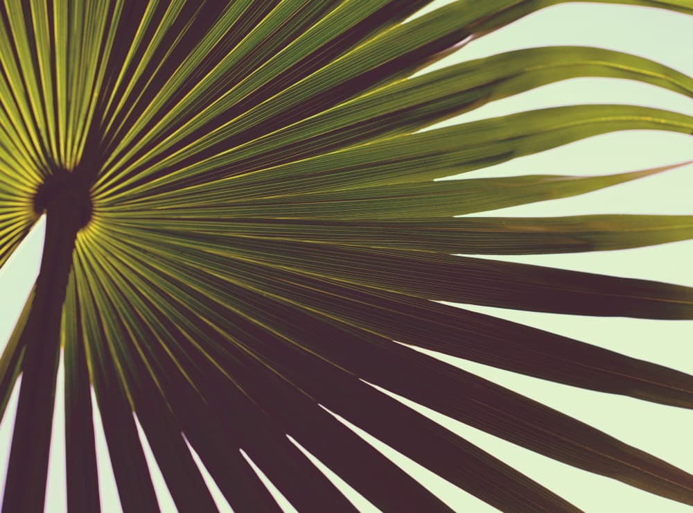 Tropical Palm Leaf by Tim Mossholder — canvas wall art