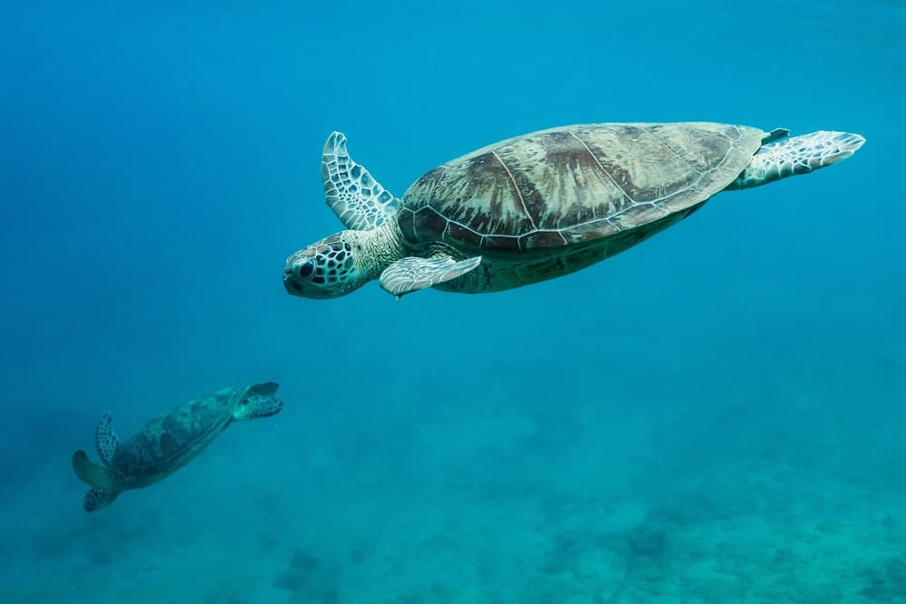 Green Sea Turtles Swimming by Serge Melesan — canvas wall art