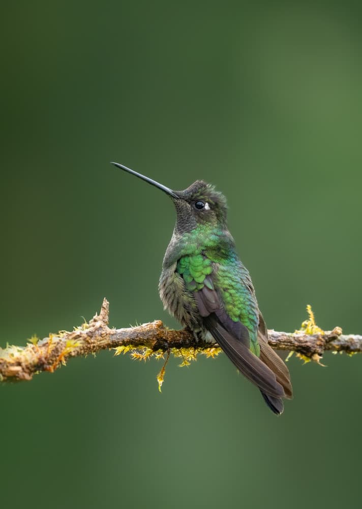 Emerald Hummingbird Perched by Rajat Dhesi — canvas wall art
