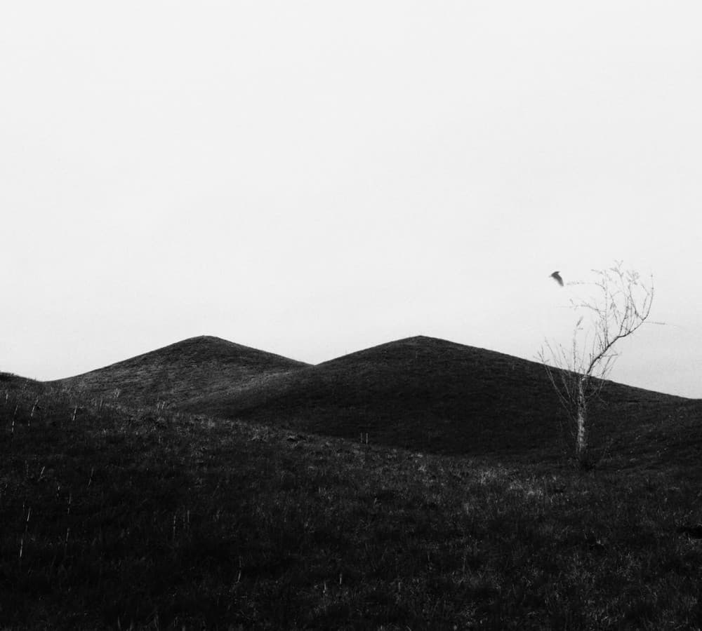 Rolling Hills Lone Tree by Ingrida Urbonavičienė — canvas wall art