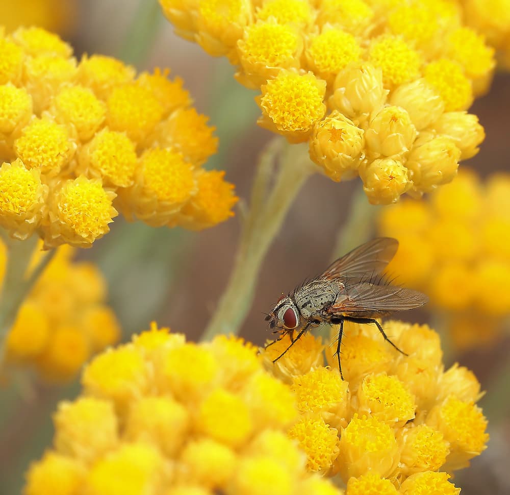Red-Eyed Fly on Bloom by Thierry Dufour — canvas wall art