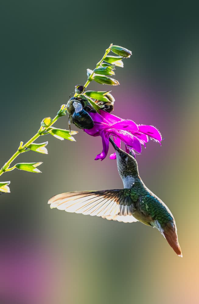Vibrant Hummingbird Feeding by Songhu Yan — canvas wall art