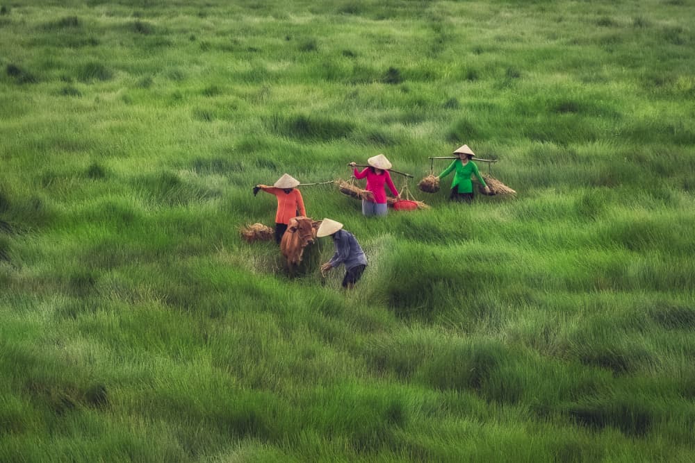 Conical Hats Green Field by ADIREK M — canvas wall art