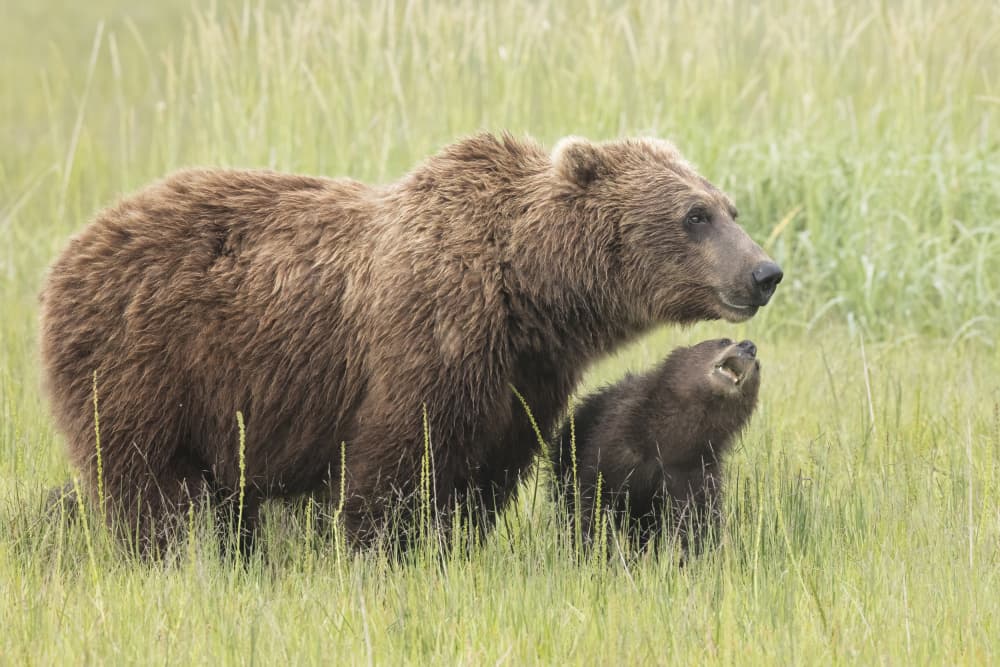 Grizzly Mother and Cub by Linda D Lester — canvas wall art