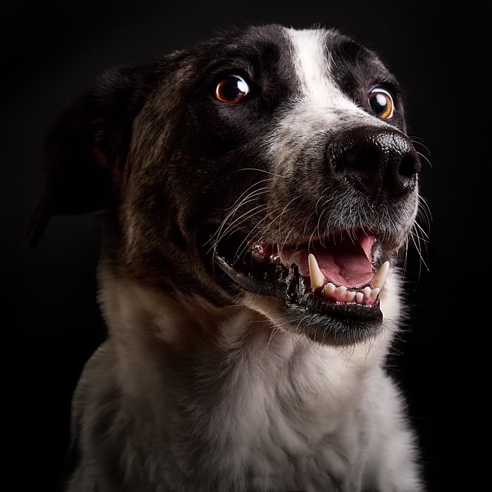 Alert Dog Smile by Javier del Puerto Photography — canvas wall art