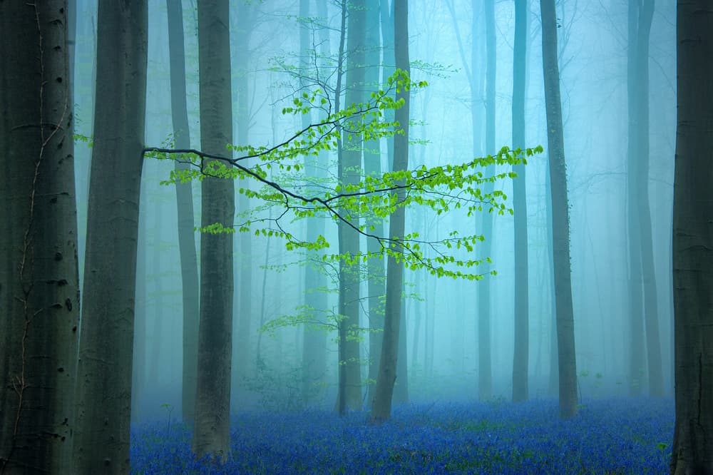 Misty Bluebell Forest by Piet Haaksma — canvas wall art