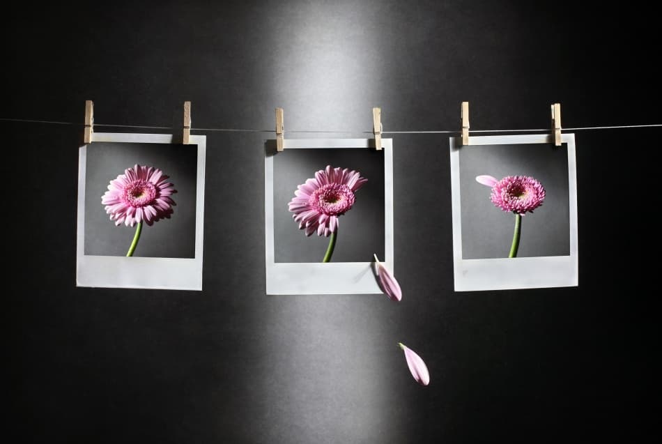 Fading Pink Gerbera Photos by Victoria Glinka — canvas wall art
