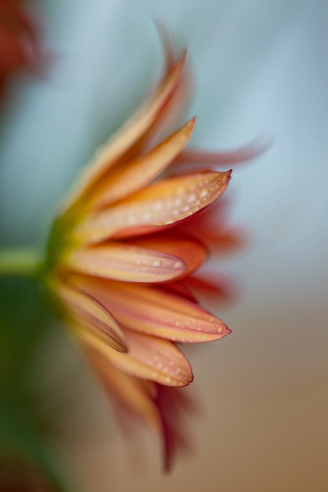 Dewy Orange Petals by Javier Pardina — canvas wall art