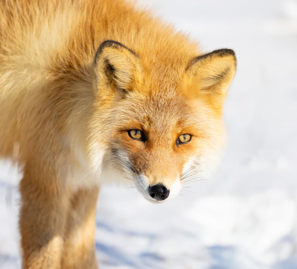 Red Fox In Snow by Yanny Liu — canvas wall art